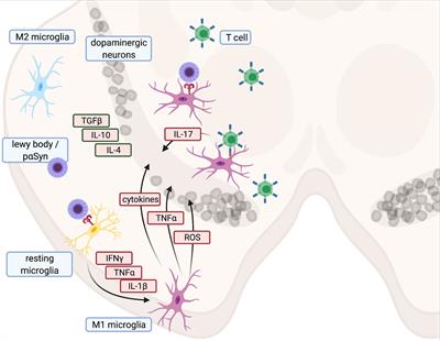 Neuroinflammation in Parkinson’s Disease – Putative Pathomechanisms and Targets for Disease-Modification